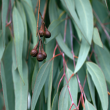 Eucalyptus Essential Oil