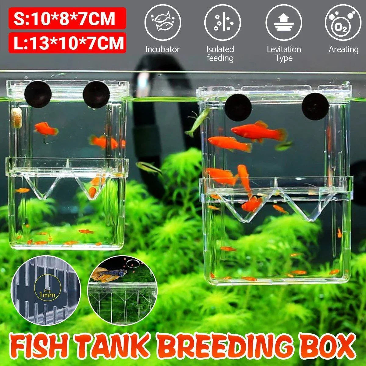 Clear fish tank breeding box with small orange fish, incubator for aquarium breeding