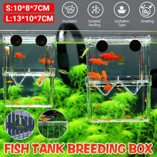 Clear fish tank breeding box with small orange fish, incubator for aquarium breeding