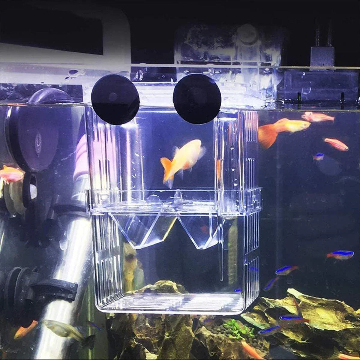 Clear acrylic fish hatching box attached inside aquarium with tropical fish swimming nearby