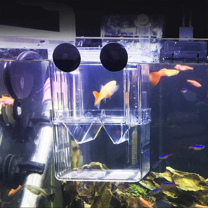 Clear acrylic fish hatching box attached inside aquarium with tropical fish swimming nearby